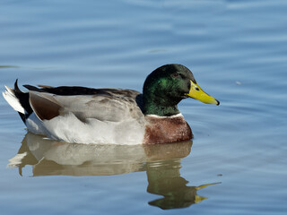 Close up of a Northern  Mallard (Anas platyrhynchos) swimming in a lagoon
