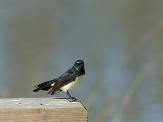 Willie Wagtail or Willy Wagtail (Rhipidura leucophrys) perched on a timber hand rail with a lagoon in background,