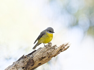 Eastern Yellow Robin (Eopsaltria australis) perched on a thick branch with bright backlit bokeh background