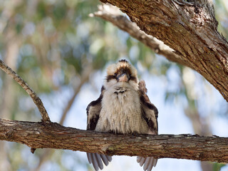 A wet Laughing Kookaburra (Dacelo novaeguineae) perched in a tree with backlit background trying to get dry in the sun
