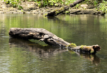 Obraz premium Sun-Dappled Log in Calm Creek Water