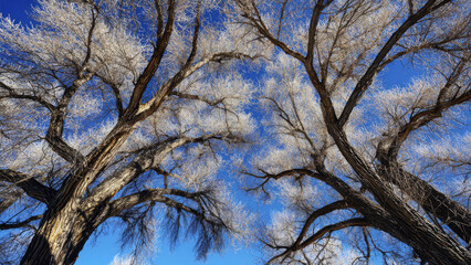 Fototapeta premium Winter tree branches, sparsely adorned with leaves, stretch against a vividly blue sky, captured from a low vantage point, emphasizing beauty amidst the chill of the Winter season.