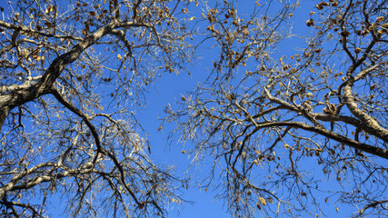 Fototapeta premium Winter tree branches, sparsely adorned with leaves, stretch against a vividly blue sky, captured from a low vantage point, emphasizing beauty amidst the chill of the Winter season.