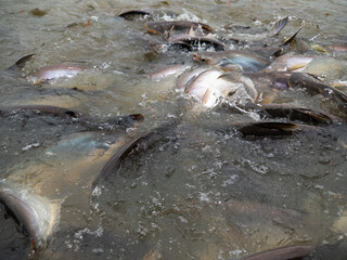 A vibrant School of Fish is engaging in a Feeding Frenzy in the Shallow Water ecosystem