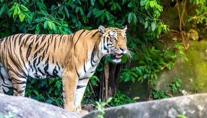 Obraz premium Tiger in lush jungle