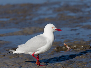 Silver Gull (Chroicocephalus novaehollandiae) walking a sand flat at low tide.