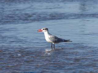 Caspian Tern (Hydroprogne caspia) wading in shallow water on a sandbank at Port Stephens New South Wales Australia