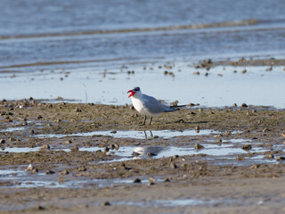 Caspian Tern (Hydroprogne caspia) on an estuary mudflat at low tide.
