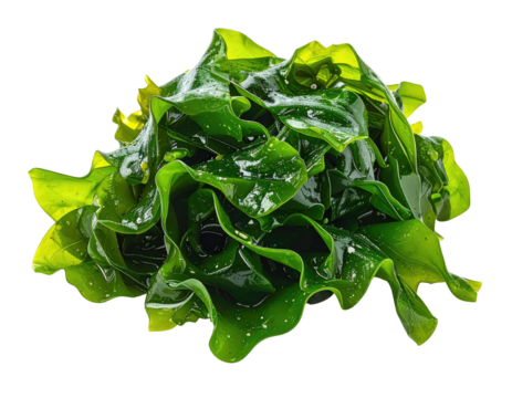 Close-up of fresh, vibrant green seaweed