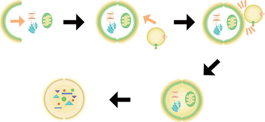 オートファゴソーム　リソソーム　オートリソソーム　イラスト