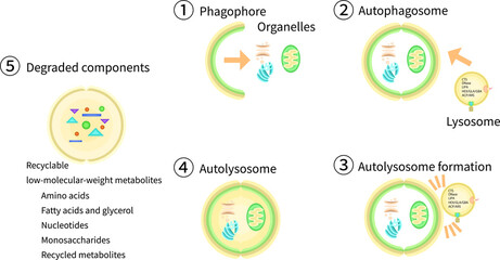 オートファゴソーム　リソソーム　オートリソソーム　イラスト　英語