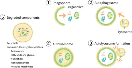 オートファゴソーム　リソソーム　オートリソソーム　イラスト　英語