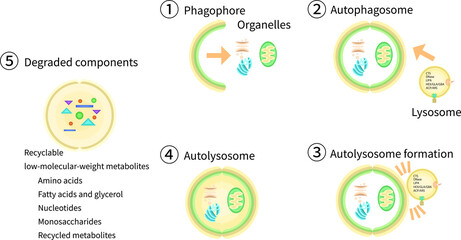 オートファゴソーム　リソソーム　オートリソソーム　イラスト　英語