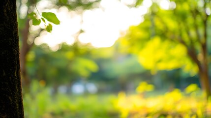 Obraz premium An abstract nature scene with blurred trees and soft sunlight creating a dreamy effect.