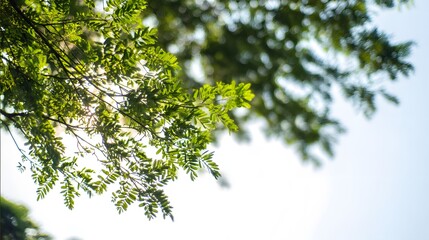 Obraz premium An abstract nature scene with blurred trees and soft sunlight creating a dreamy effect.