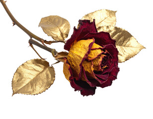 A single, faded rose with gold-leafed leaves, on a black background.  The rose is a mix of deep maroon and faded yellow, with the gold highlights adding a touch of drama to the dried petals