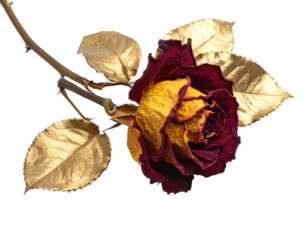 A single, faded rose with gold-leafed leaves, on a black background.  The rose is a mix of deep maroon and faded yellow, with the gold highlights adding a touch of drama to the dried petals