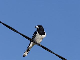 Pied Butcherbird (Cracticus nigrogularis) perched on an overhead power line.