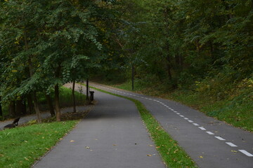 Obraz premium road in the forest