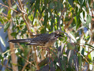 Red Wattlebird  (Anthochaera carunculata)perched in a eucalypt tree.