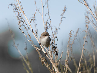 Young Male Superb Fairywren (Malurus cyaneus) perched on a thin branch with bokeh background at Maitland NSW Australia