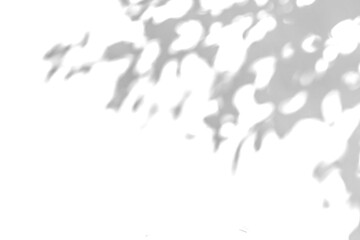 a grey shadow tree with leaves on a png background.