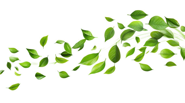 Green leaves flying wave isolated on a transparent background