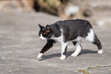 路地を歩く可愛い野良猫	