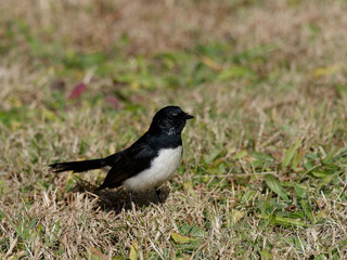 Willie Wagtail or Willy Wagtail (Rhipidura leucophrys) standing on  the grass.