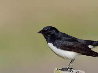 Willie Wagtail or Willy Wagtail (Rhipidura leucophrys) in closeup perched on a timber fence post

