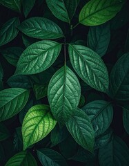 Fototapeta premium Lush arrangement of vibrant green leaves, showcasing detailed veining, with some leaves appearing darker amidst a shadowy backdrop