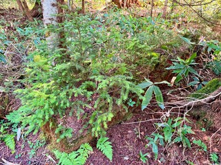 Ozenuma Lake in Ozegahara Wetland in Oze National Park, Gunma, Japan
