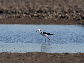 Pied Stilt or White-headed Stilt (Himantopus leucocephalus) wading around an estuary sandflat at low tide.