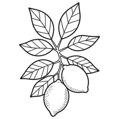 Monochrome Illustration of Lemon Branch with Detailed Leaves and Fruits, Perfect for Botanical Designs and Educational Resources on Citrus Plants and Their Natural Beauty