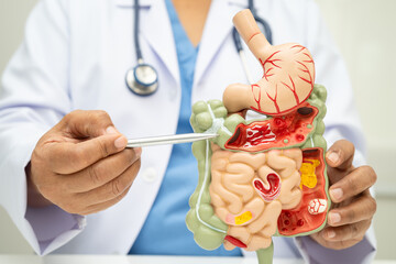 Digestive system with stomach and intestine, Asian doctor holding human anatomy model for study...
