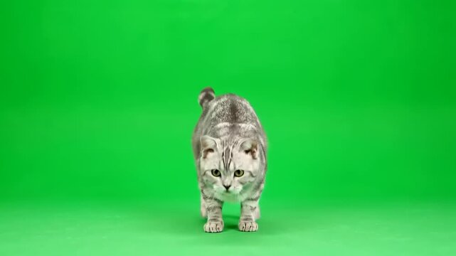Playful grey tabby cat jumps and then sits on a green screen