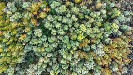 A bird's-eye view of a colorful forest. A top view of a green forest. Flying above the treetops in the dense green forest during the summer. The danger of getting lost while hiking. An aerial view