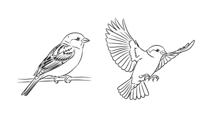 Two birds line art perched and flying Simple minimalist design Vector 