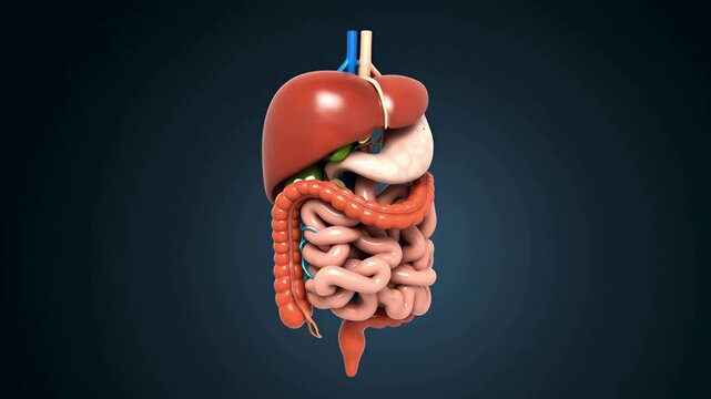 Human Digestive System 3D Animation: Anatomy, Digestion, Gut Health & Organs