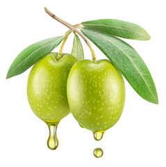Green olives on olive tree branch with oil drops isolated on a white background. Clipping path.