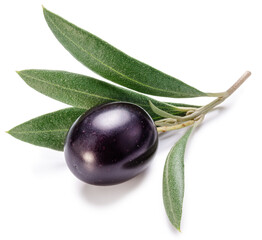 Black olive on olive tree branch with leaves isolated on white background.
