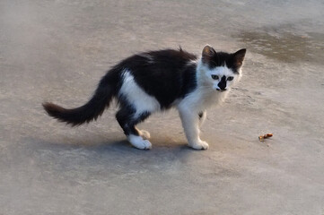  Black and white kitten standing isolated on the ground in the yard.