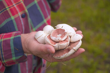 Wild white champignons in the hands of a woman in a plaid shirt