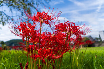 静岡県浜松市天竜区二俣町 二俣川彼岸花群生地 2025年9月25日　彼岸花（曼殊沙華）空バック
