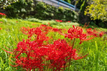 静岡県浜松市天竜区二俣町 二俣川彼岸花群生地...