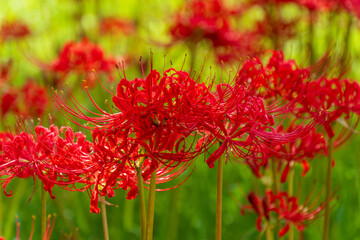 静岡県浜松市天竜区二俣町 二俣川彼岸花群生地 2025年9月25日　彼岸花（曼殊沙華）
