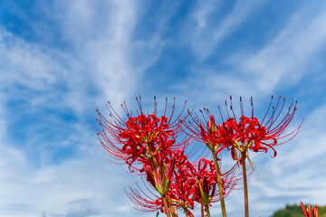 静岡県浜松市天竜区二俣町 二俣川彼岸花群生地 2025年9月25日　彼岸花（曼殊沙華）空バック
