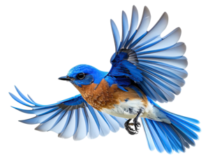 Bluebird in flight, vibrant plumage