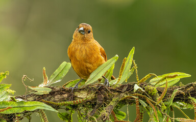 Schwarztangare, White-lined Tanager, Tachyphonus rufus