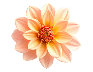 Close-up of a single, pale peach-orange dahlia flower, centered against a black background.  